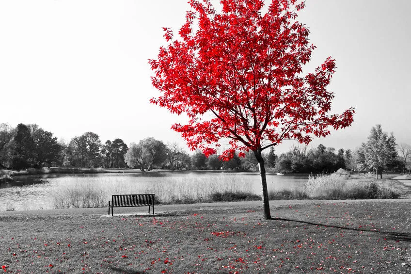 red tree in a black and white park scene