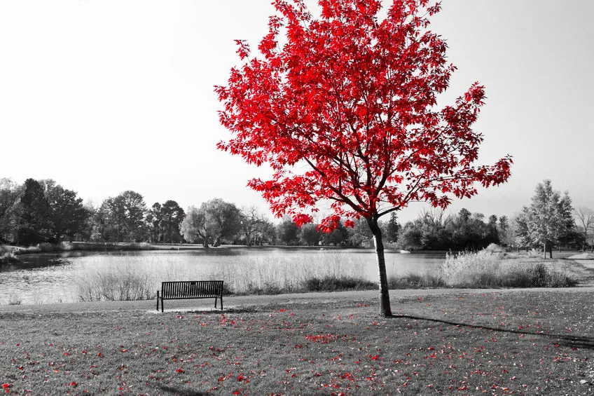 red tree in a black and white park scene red tree in a black and white park scene